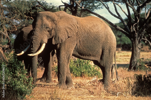 Eléphant d'Afrique, Loxodonta africana, Parc national de Samburu, Kenya