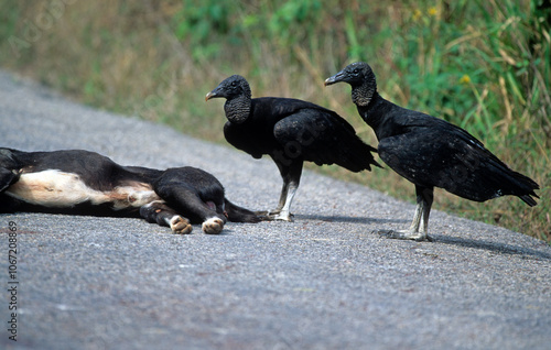 Vautour urubu noir, Urubu noir,.Coragyps atratus, Black Vulture, mange un chien noir écrasé sur un route photo