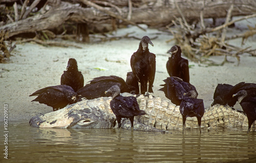 Vautour urubu noir, Urubu noir,.Coragyps atratus, Black Vulture, , mange un aligator mort photo