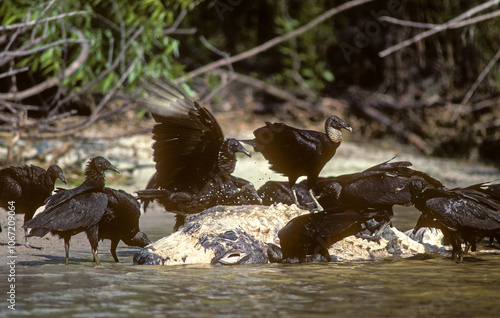 Vautour urubu noir, Urubu noir,.Coragyps atratus, Black Vulture, , mange un aligator mort photo