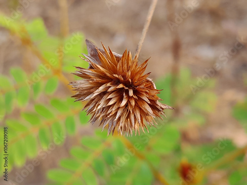 wildflowers in summer