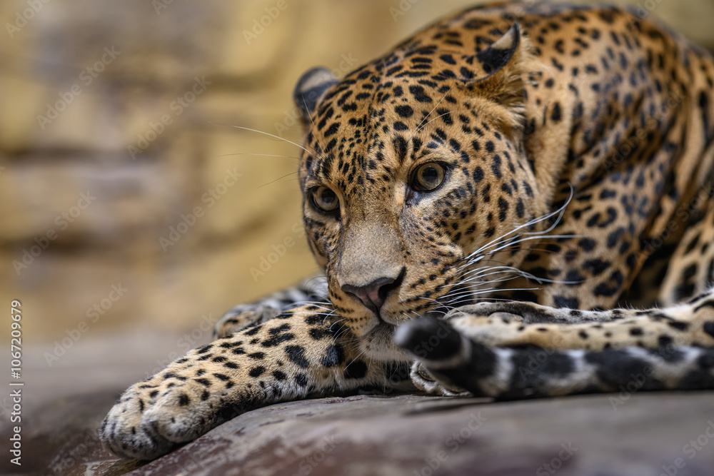 Ceylon leopard in head detail.
Ceylon leopard in head detail.