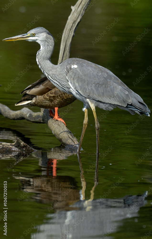 Fototapeta premium Héron cendré, Ardea cinerea, Grey Heron