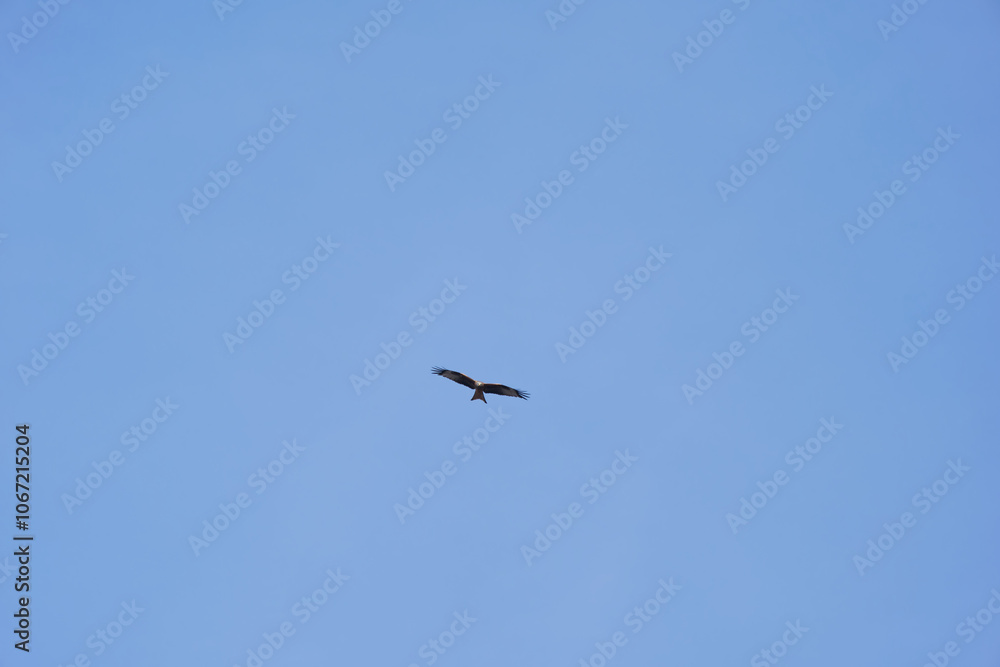 Red kite circling in the sky with blue sky background at Swiss City of Zürich on a sunny autumn afternoon. Photo taken November 6th 2024, Zurich, Switzerland. Red kite circling in the sky with blue sky background at Swiss City of Zürich on a sunny autumn afternoon. Photo taken November 6th 2024, Zurich, Switzerland.