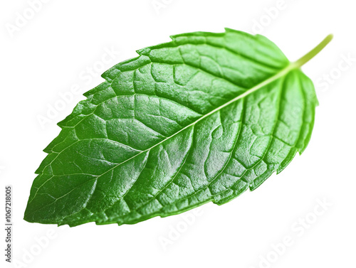 a close up of a leaf