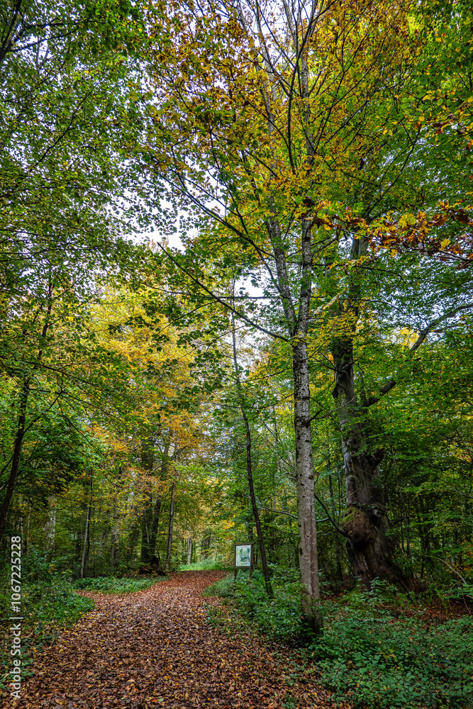 Naklejka premium Autumn view at Bernrieder Park on Lake Starnberg, Bavaria, Upper Bavaria, Germany