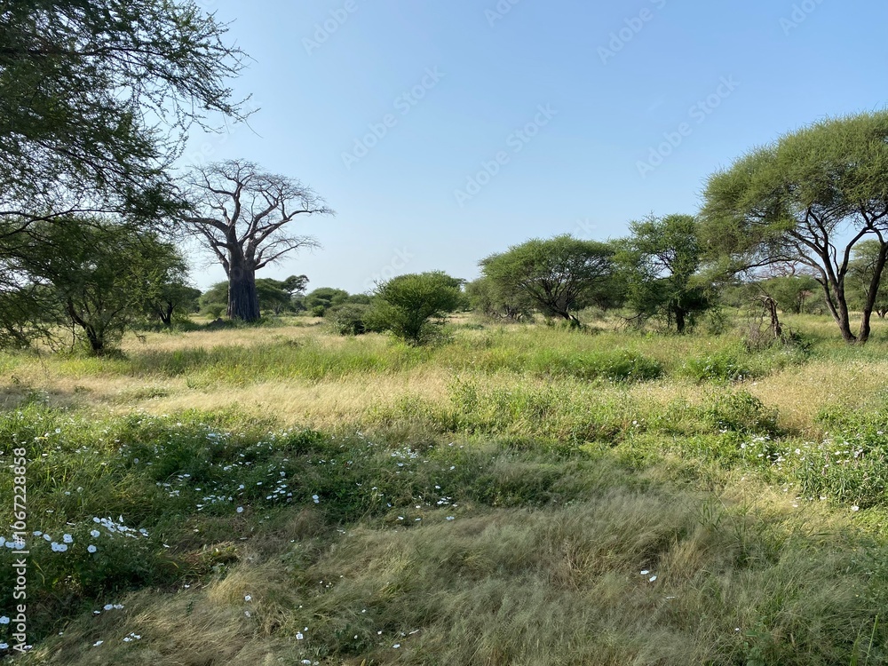 Tarangire Nationalpark, Tansania, Afrika Tarangire Nationalpark, Tansania, Afrika