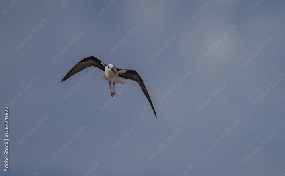 Black-winged Stilt in flight over the marshes of the Ebro delta Black-winged Stilt in flight over the marshes of the Ebro delta