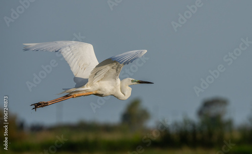  egret flying over the marsh	
