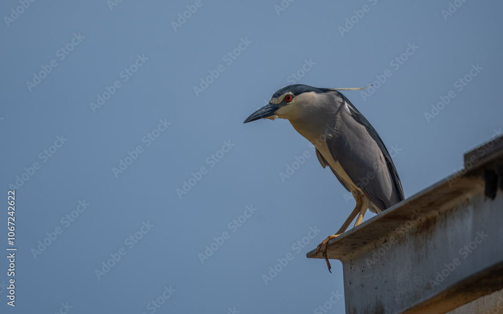 Fototapeta premium Black-crowned Night Heron on the roof