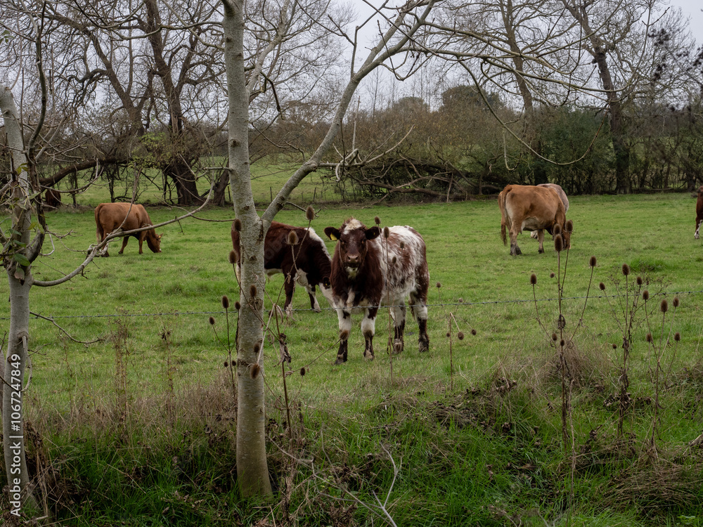 Fototapeta premium cows grazing in a field