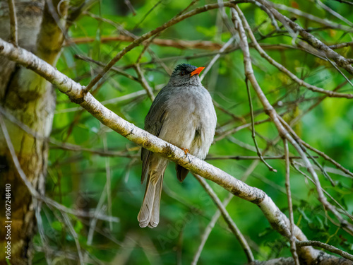 Madagaskar-Rotschnabelbülbül photo