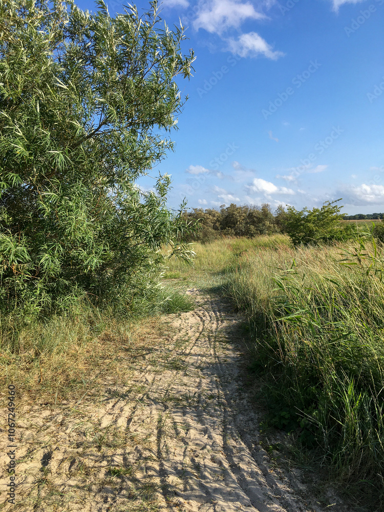 path in the field