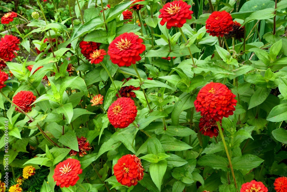 wild strawberry in the garden wild strawberry in the garden