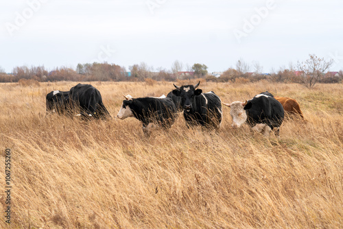 A cow is grazing in an autumn field. A herd of cows eats dry hay outdoors. dairy farming. Cattle breeding concept.