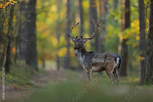 Fototapeta Naklejka Na Ścianę i Meble -  Daniel zwyczajny (Dama dama)