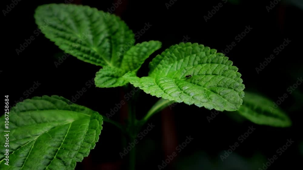 mint leaves on a black background mint leaves on a black background