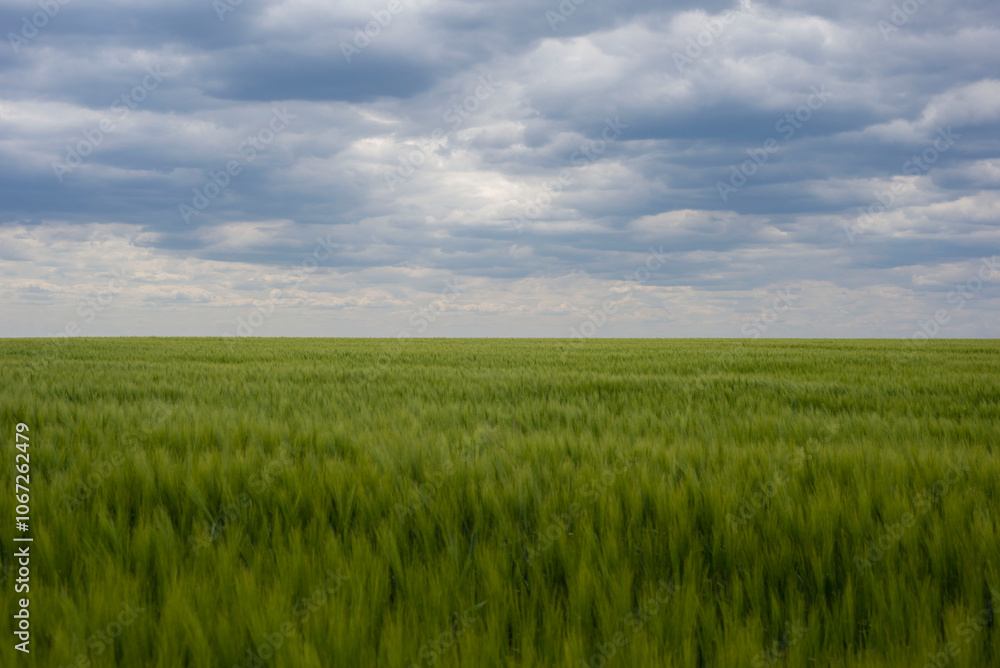 Green grass field on small hills and blue sky with clouds Green grass field on small hills and blue sky with clouds