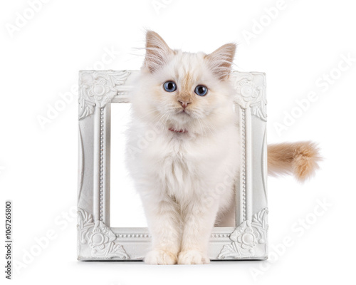 Adorable red point Sacred Birman cat kitten, standing through white pic frame. Looking curious towards camera with breed specific blue eyes. Isolated on a white background. photo