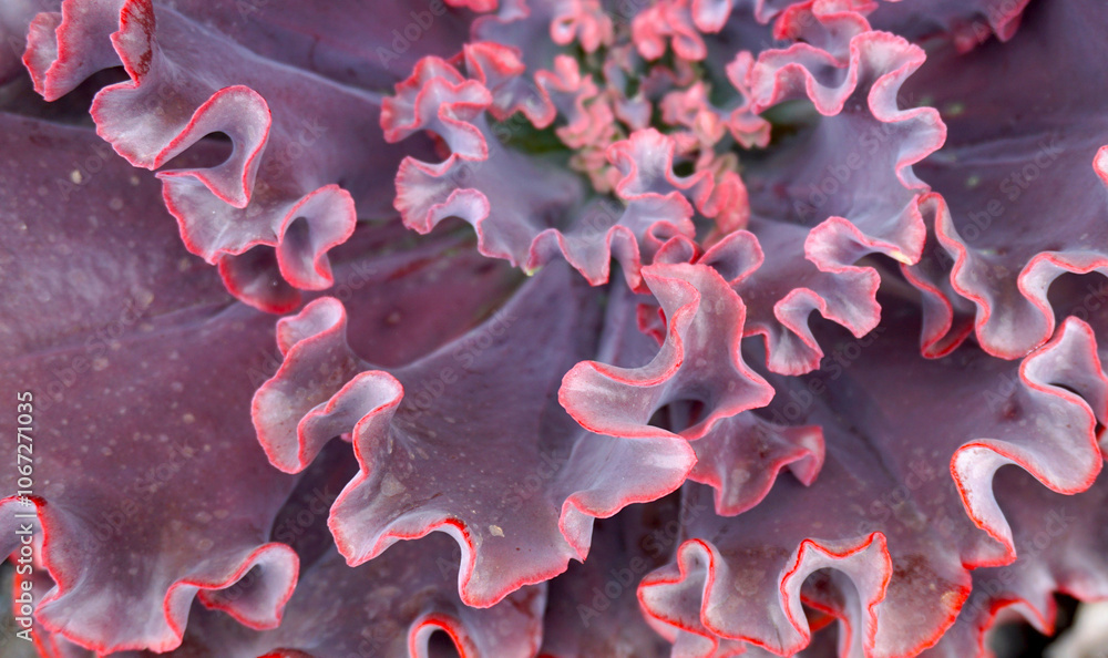 Φωτογραφία Echeveria shaviana ornamental tropical plant purple green leaves close up