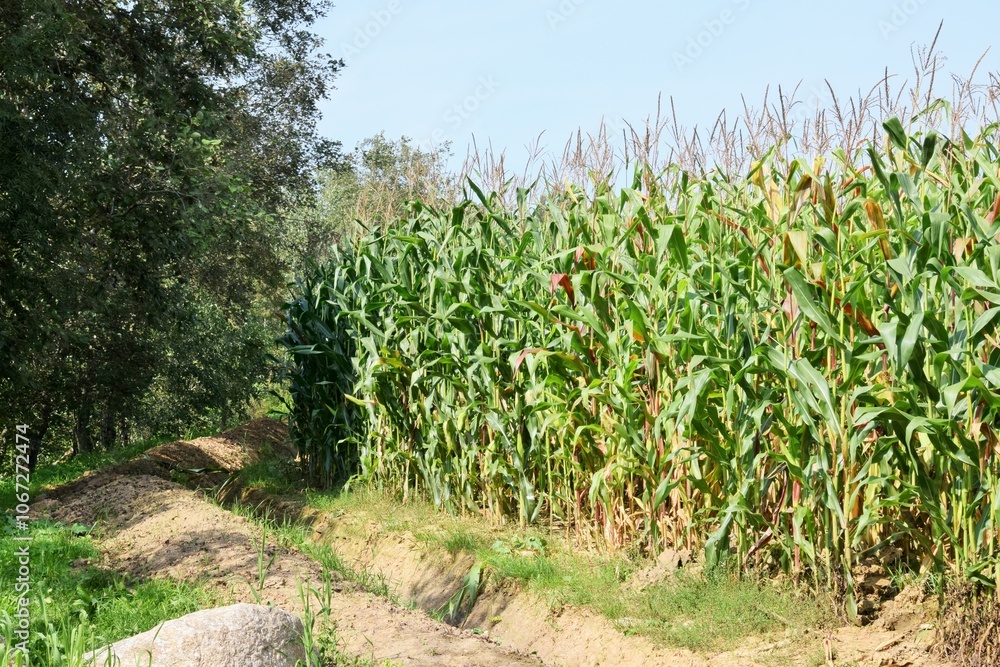 Obraz premium Agriculture. The edge of a cornfield adjacent to a forest. 