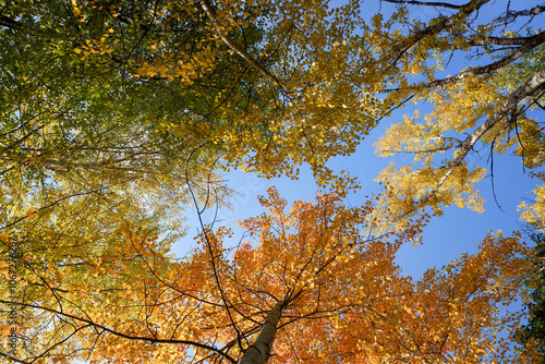 A tree with leaves of different colors is shown in the sky