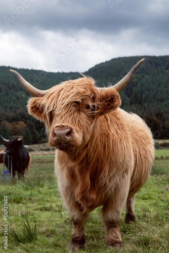 Highland Cow - Scotland