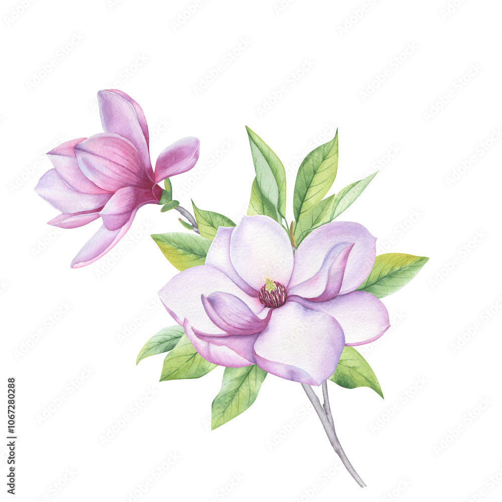 A composition of watercolor flowers, leaves and buds of magnolia.
A composition of watercolor flowers, leaves and buds of magnolia.