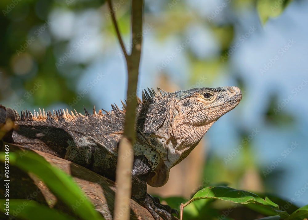 Fototapeta premium Wild Iguana in Costa Rica