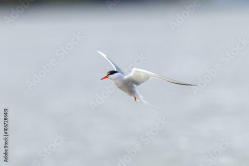 Common tern in flight