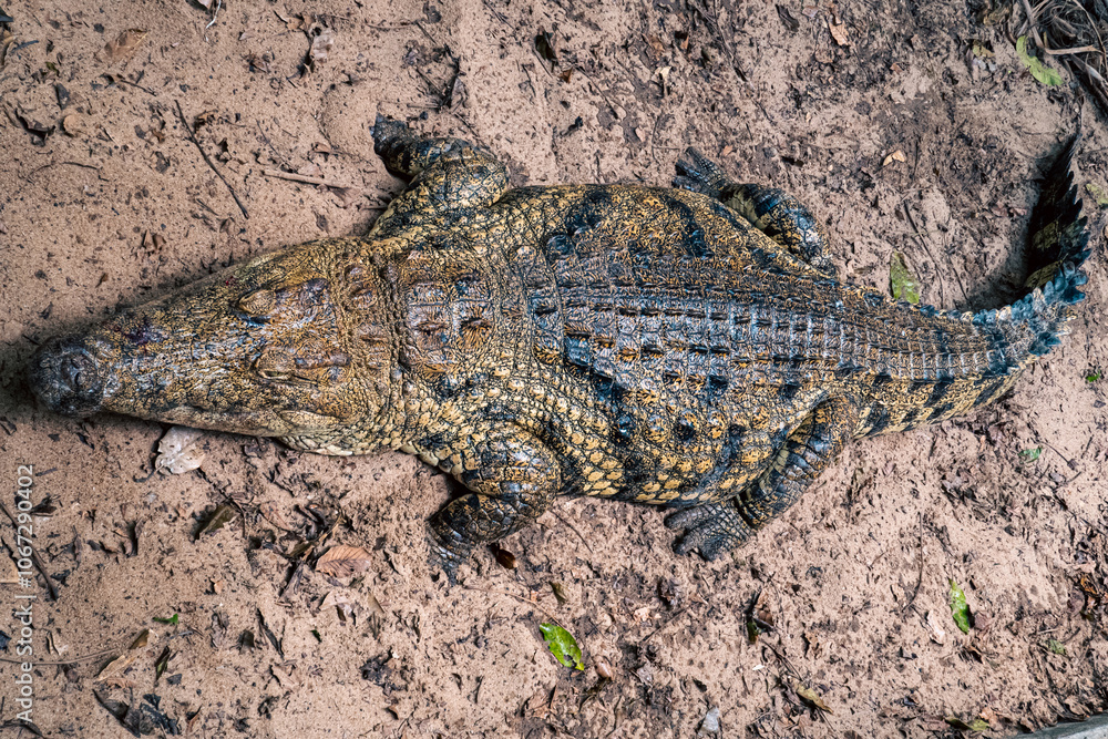 Fototapeta premium A Nile crocodile at Kaole Snake Museum in Kaole - a 13th century German colonial fort in Bagamoyo, Tanzania 