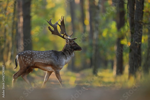 Fototapeta Naklejka Na Ścianę i Meble -  Daniel zwyczajny (Dama dama)