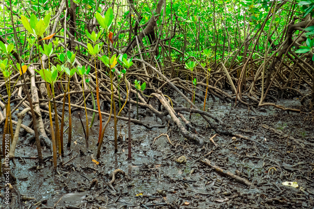 View of crabs amidst Mangrove trees at the Old Port at Kaole Ruins - a 13th century trading post and German colonial fort in Bagamoyo, Tanzania
View of crabs amidst Mangrove trees at the Old Port at Kaole Ruins - a 13th century trading post and German colonial fort in Bagamoyo, Tanzania