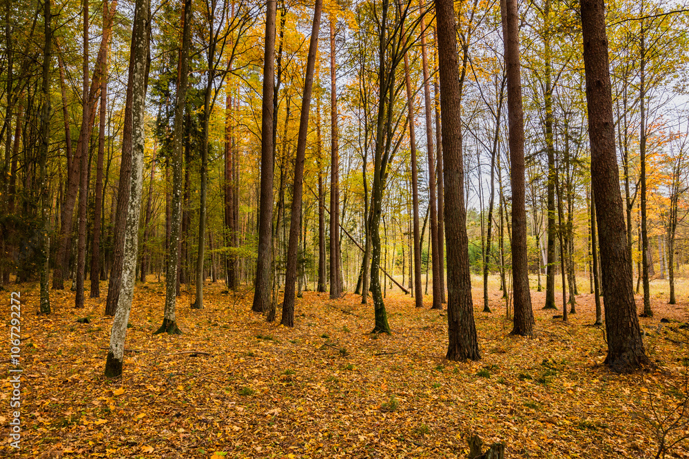 Fototapeta premium A beautiful natural forest in the Knyszyńska Forest 