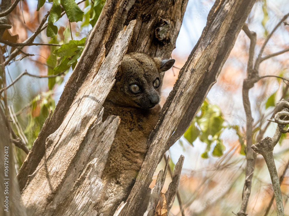 Fototapeta premium Wieselmaki
