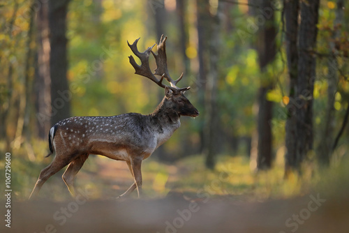 Fototapeta Naklejka Na Ścianę i Meble -  Daniel zwyczajny (Dama dama)