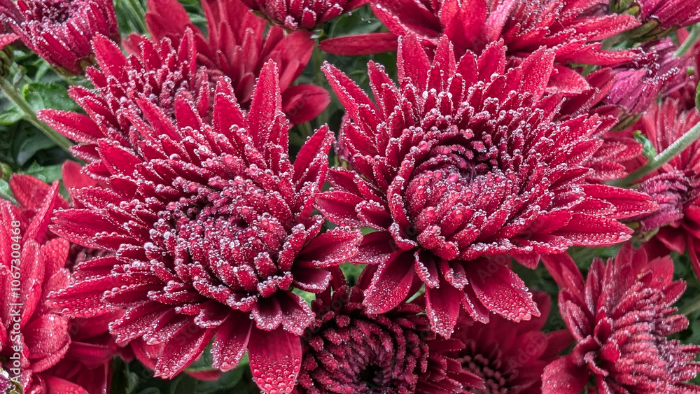 Macro of chrysanthemum grandiflorum burgundy with drops of autumn dew, trendy color for background Macro of chrysanthemum grandiflorum burgundy with drops of autumn dew, trendy color for background