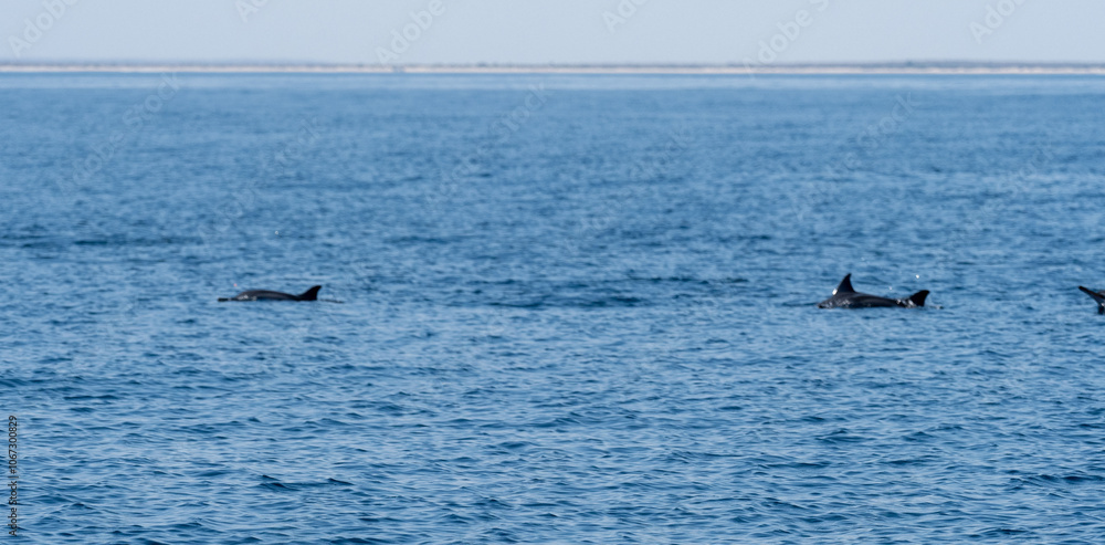 Fototapeta premium Delphin