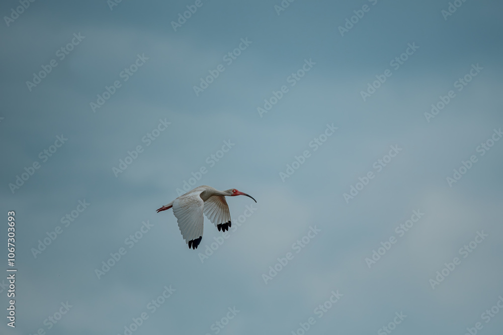 Close-up view of a white ibis (Eudocimus albus) in the equator. White ibis birds living freely in their natural habitat.