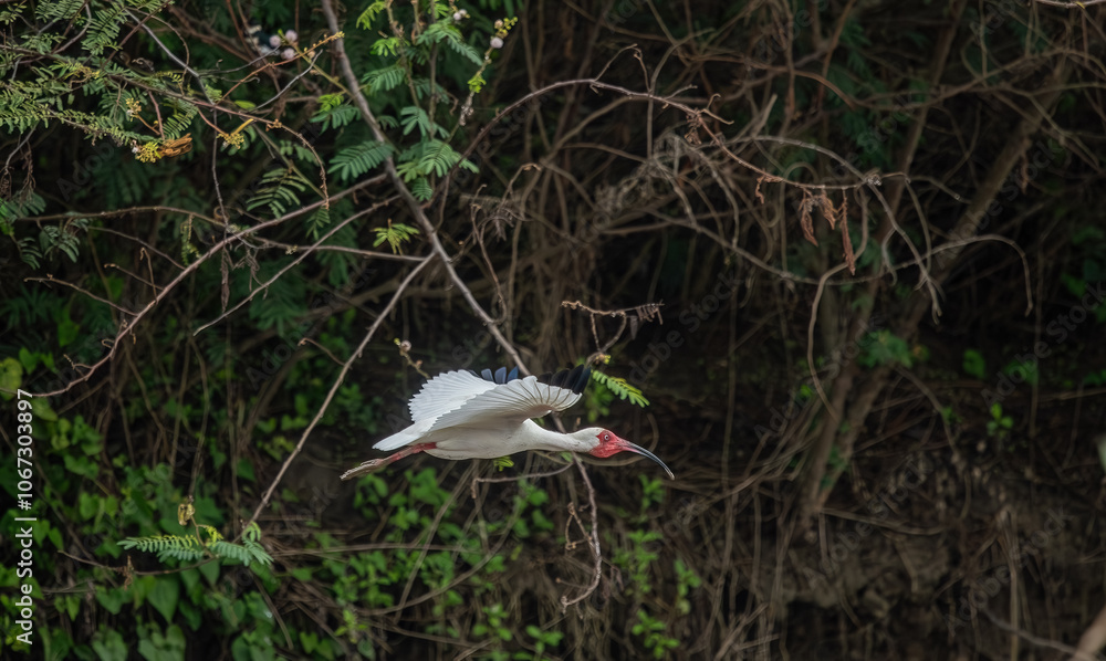 Close-up view of a white ibis (Eudocimus albus) in the equator. White ibis birds living freely in their natural habitat.