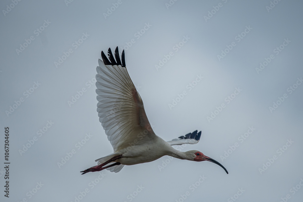 Close-up view of a white ibis (Eudocimus albus) in the equator. White ibis birds living freely in their natural habitat.