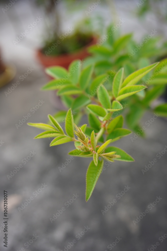 The twig of the Glycyrrhiza lepidota in close up with a blurry background The twig of the Glycyrrhiza lepidota in close up with a blurry background