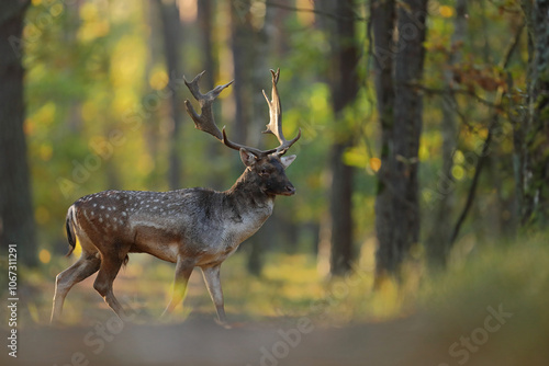Fototapeta Naklejka Na Ścianę i Meble -  Daniel zwyczajny (Dama dama)