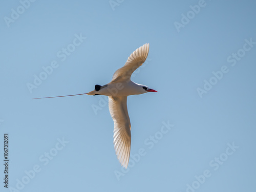 Rotschwanz-Tropikvogel photo