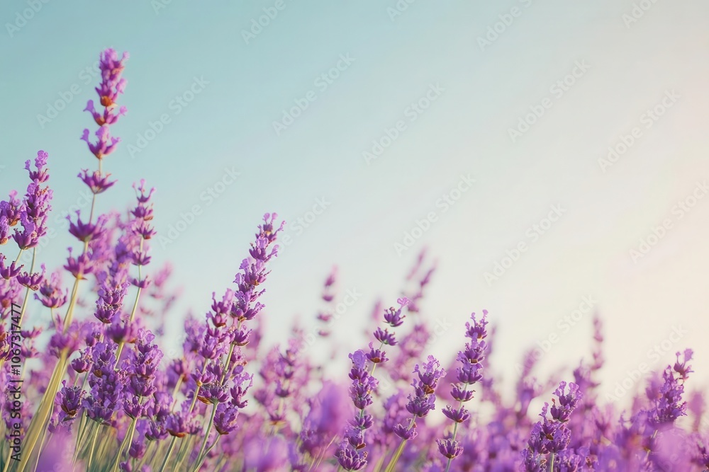 Obraz premium Field of lavender with clear sky for overlay text, soft purples, nature graphic, calming effect