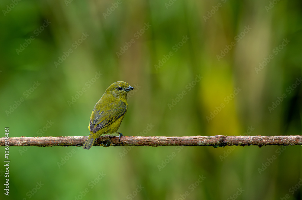 Violeceous euphonia on tree branch in equatorial forests
