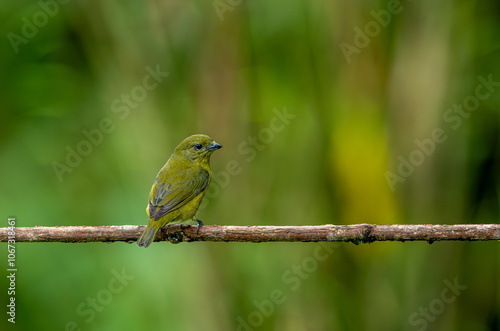 Obraz na płótnie Violeceous euphonia on tree branch in equatorial forests w salonie