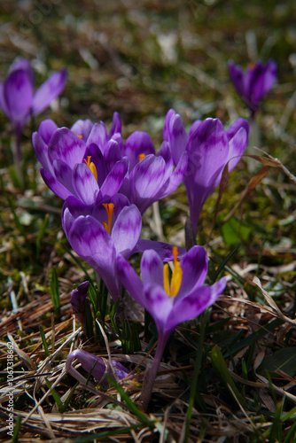 Spring flowers in the mountains. crocus