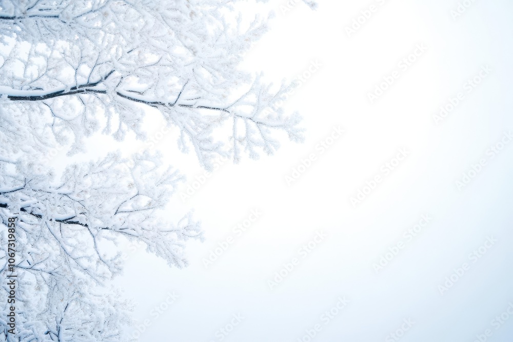Snowcovered trees with empty area in the sky, soft and peaceful, nature placeholder, winter wonder Snowcovered trees with empty area in the sky, soft and peaceful, nature placeholder, winter wonder