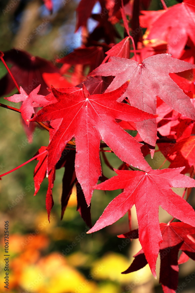 Nature - close up of a red Acer leaf